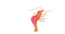 illustration happyshrimp lampe